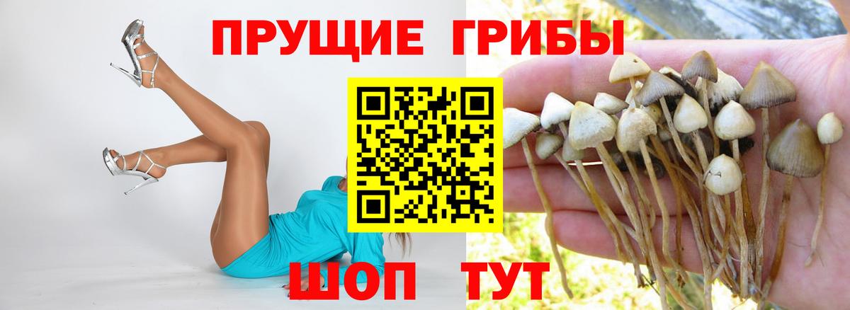 Галлюциногенные грибы Cubensis Балахна